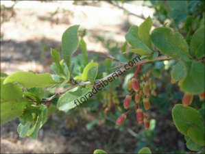 thumbs Berberis vulgaris1 Berberis vulgaris (Agracejo, arlo)
